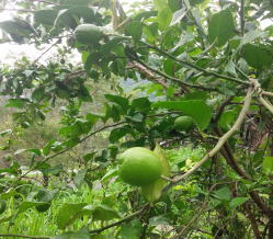 ����C���[�W