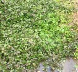 �ٓ��{�݃C���[�W